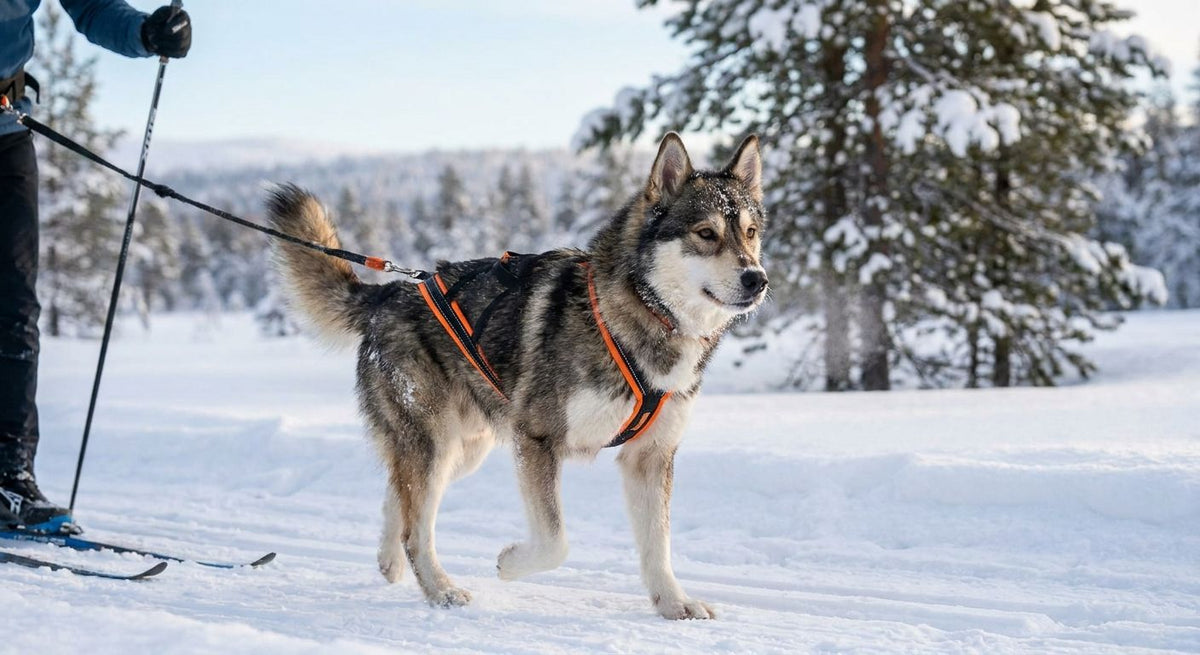 Dog Harness for Skijoring: 2026 Buying Guide & Picks