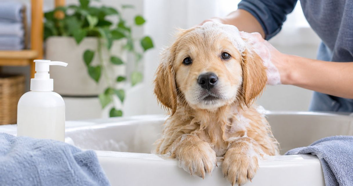 Is chlorhexidine shampoo safe for puppies?