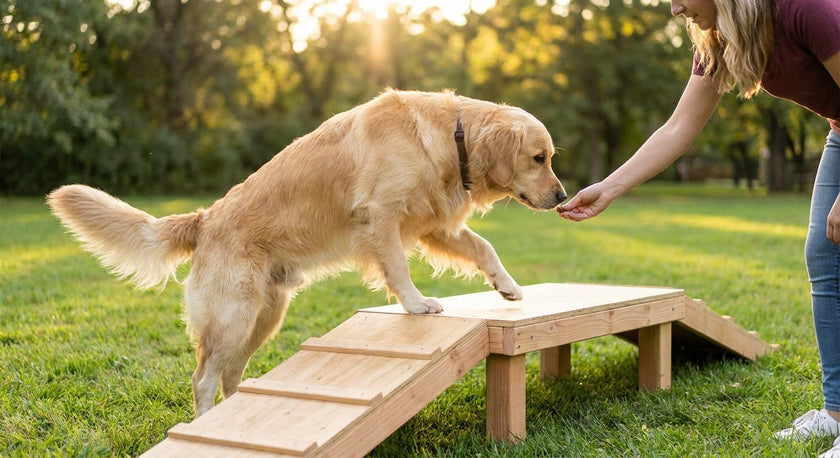 How to Train a Dog for an Elevated Balance Platform (2026)