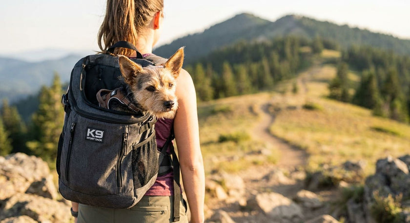 K9 Sport Sack for Small Dogs: Best Pick for 2026