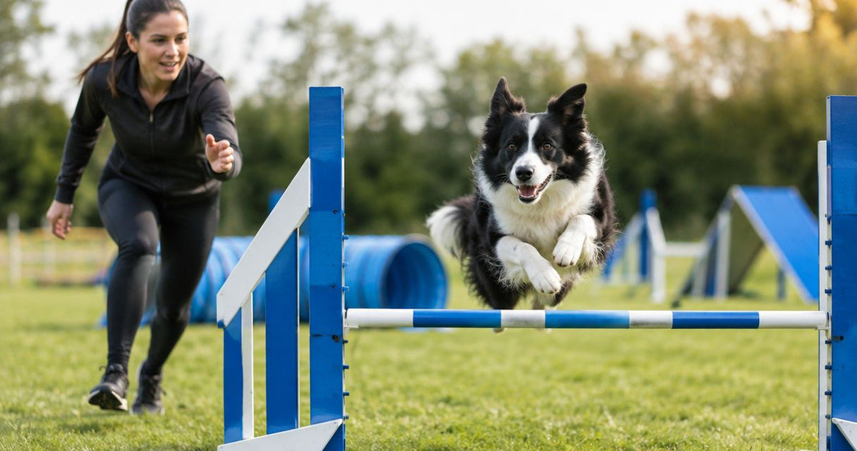 Dog gear for agility and sport dog competitors: complete 2026 guide
