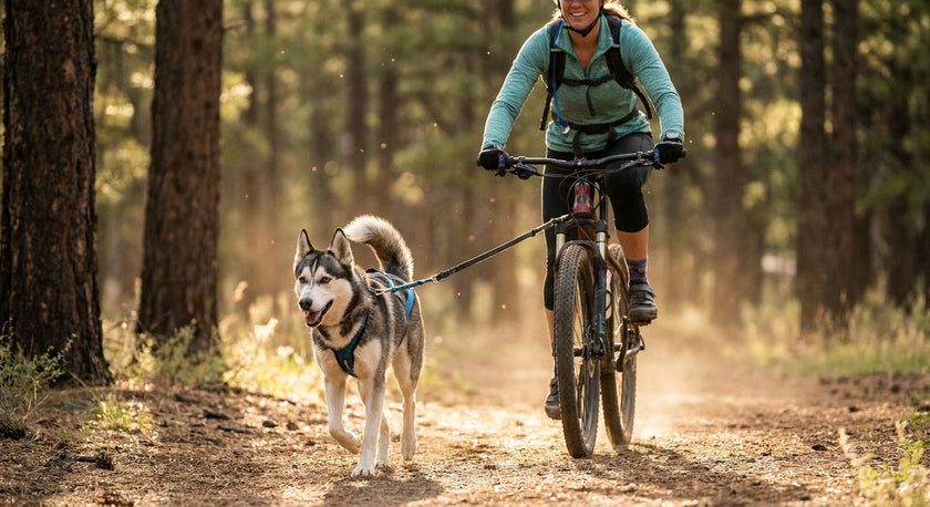 How to Train a Dog for Bikejoring: 2026 Step-by-Step Guide