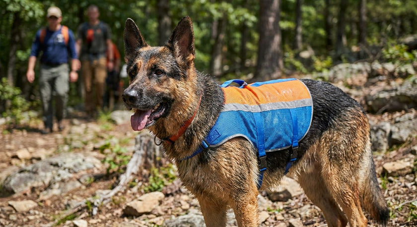 Best Dog Cooling Vest for Search and Rescue Dogs 2026