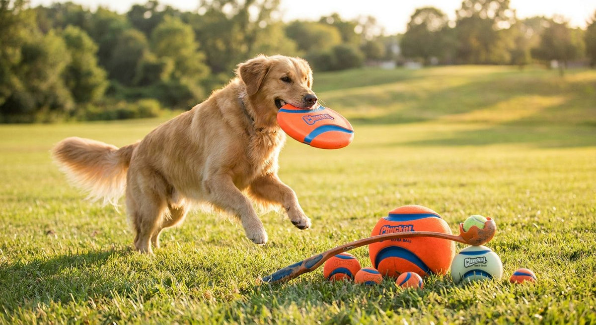 Best Chuckit Fetch Toys for Dogs in 2026: Ranked Picks