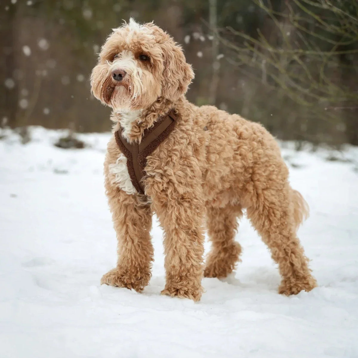 Collar vs. Harness: Which Is Right for Your Active Dog?