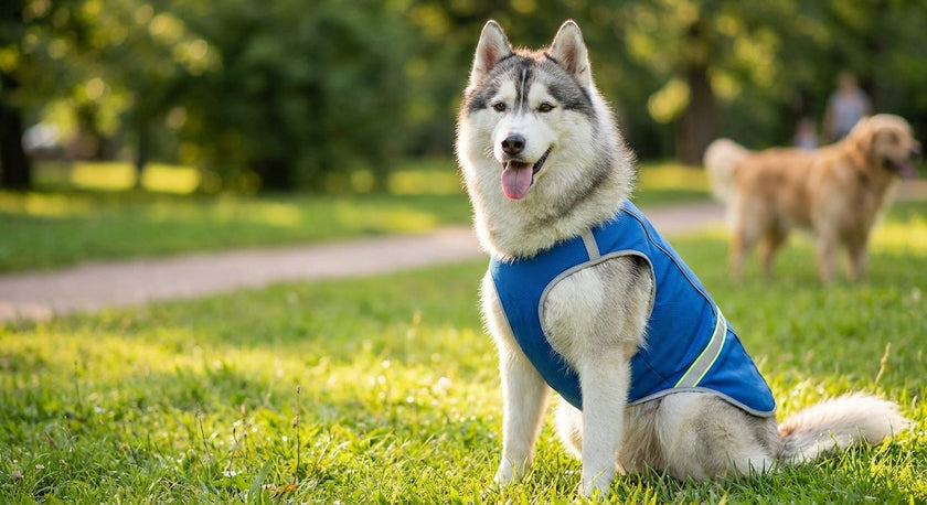Dog Cooling Vest for Double-Coated Breeds Like Huskies (2026)