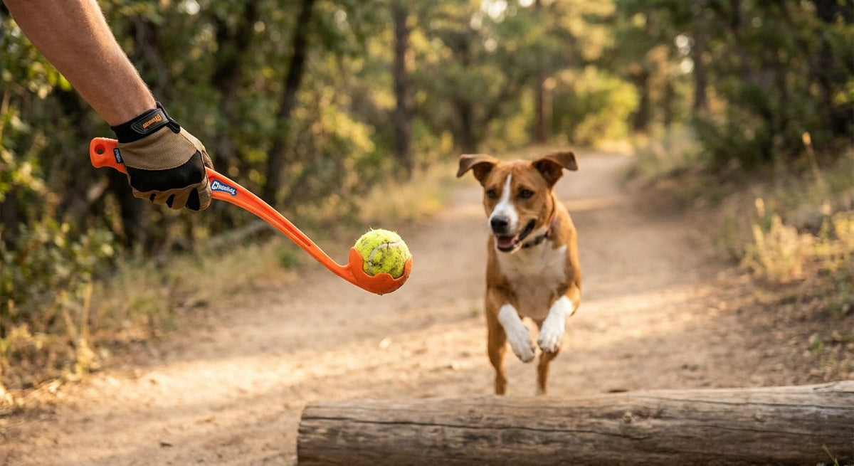 Chuckit Ball Launcher for High-Energy Trail Dogs (2026)