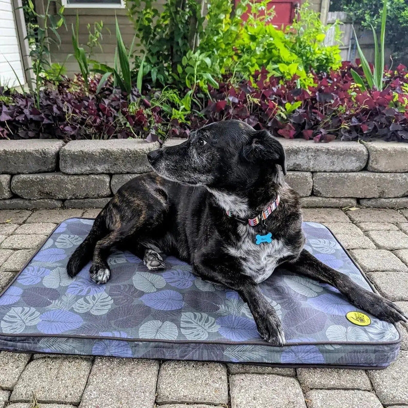 Chew Resistant Dog Bed Features: How to Choose the Best for Aggressive Chewers