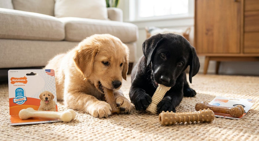 Best Nylabone for Teething Puppies in 2026: Top 5 Picks