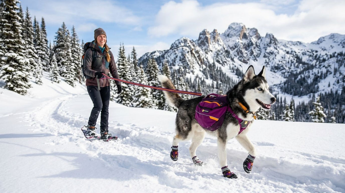 Dog Gear for Snowshoeing: What Works in 2026