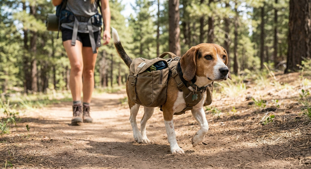 Dog Backpack for Hiking Small Dogs: 2026 Buying Guide