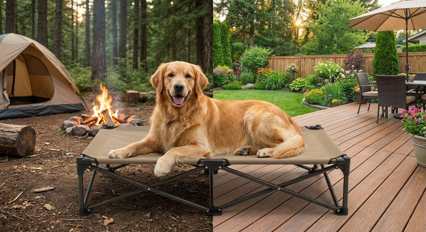 Best Elevated Dog Cot for Camping & Backyard 2026