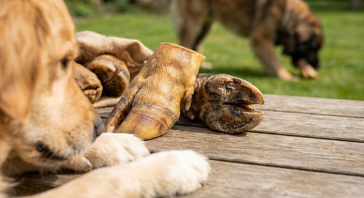 Cow Hooves for Dogs: Best Picks for Heavy Chewers 2026