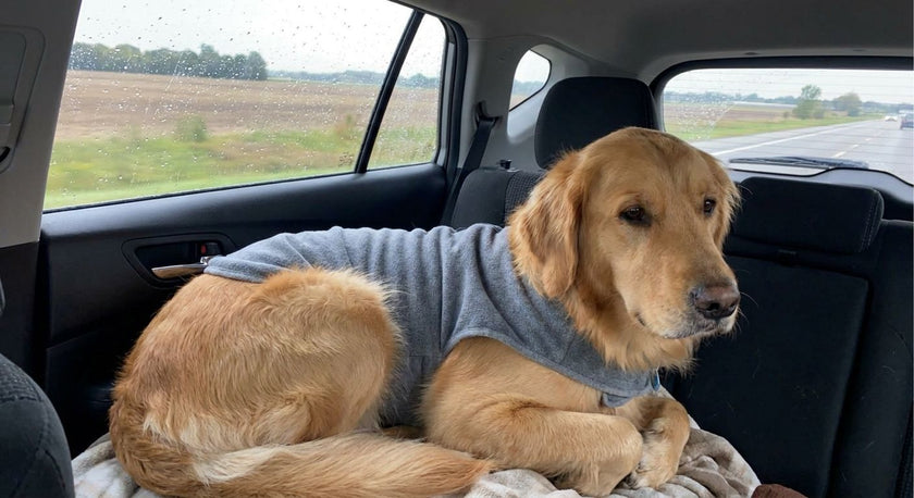 Dog Anxiety Wrap for Travel: 2026 Storm & Car Guide