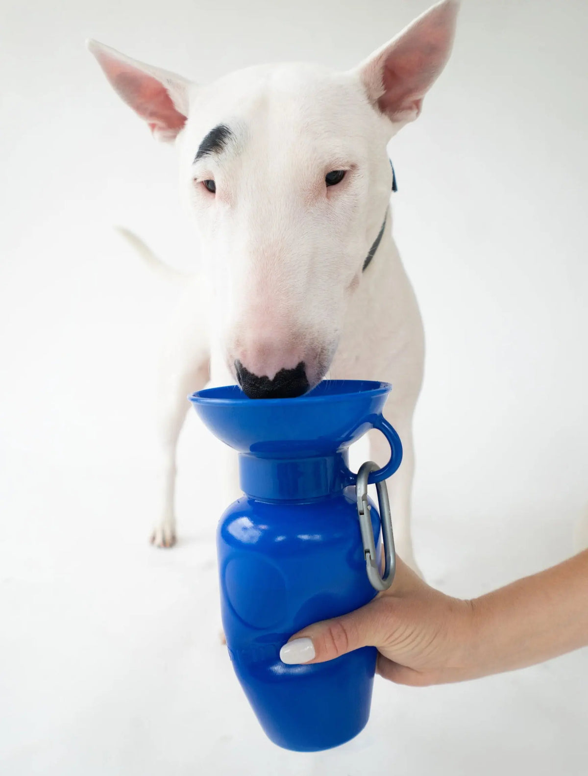 Dog Bowls and Dishes