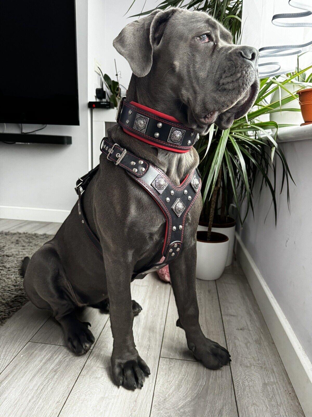 Bestia Eros Leather Harness, Collar & Leash Set – Black & Red, Large Breeds