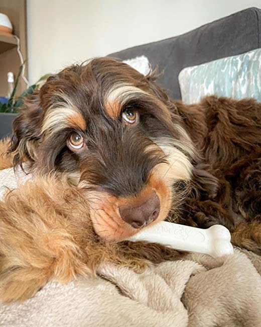 Nylabone DuraChew Chicken Blister Card Giant