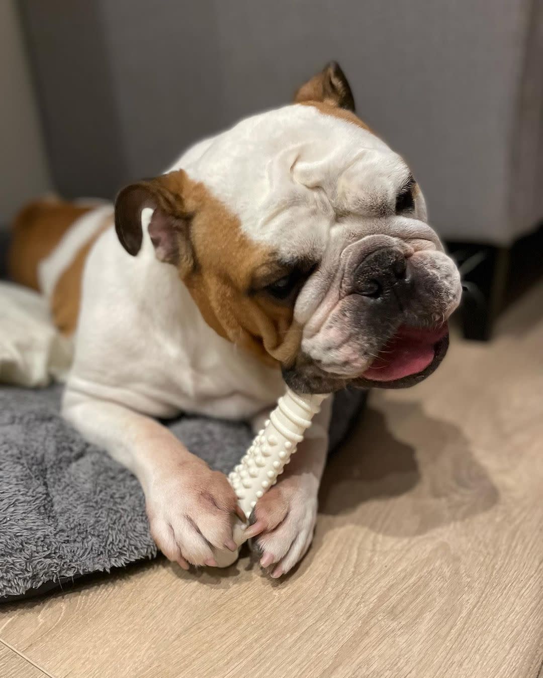 Nylabone DuraChew Textured Chicken Blister Card Souper