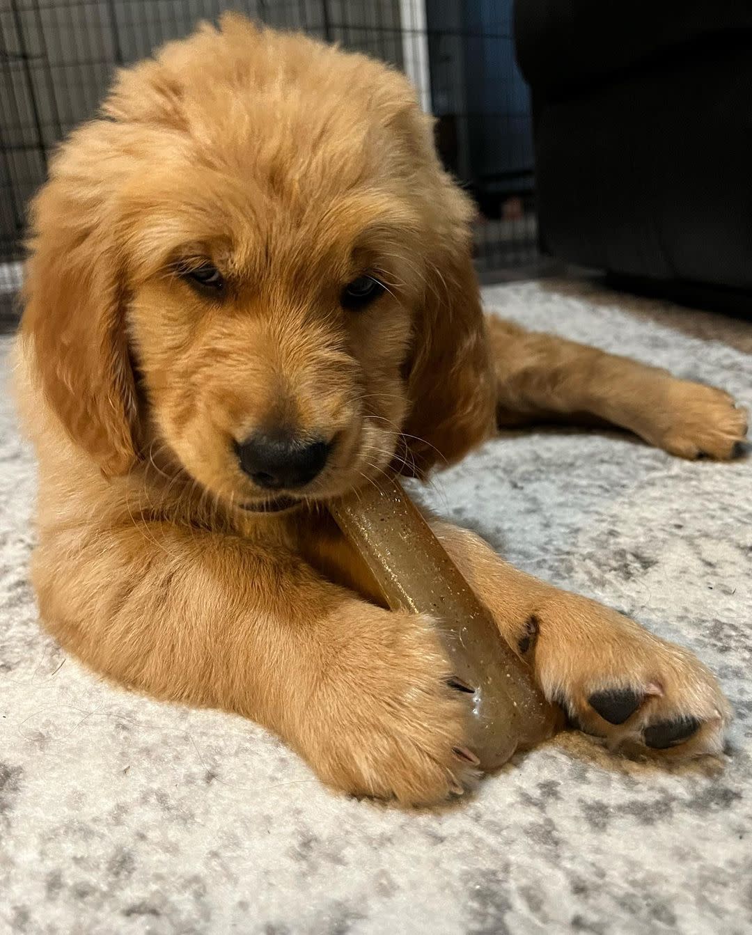 Nylabone FlexiChew Chicken Blister Card Regular