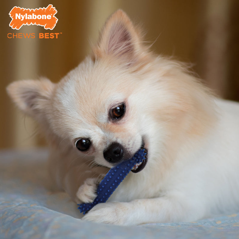 Nylabone Moderate Chew Textured Dog Dental Chew Toy Chicken, Blue, 1ea/XS/Petite  Up To 15 Lbs. 1 ct