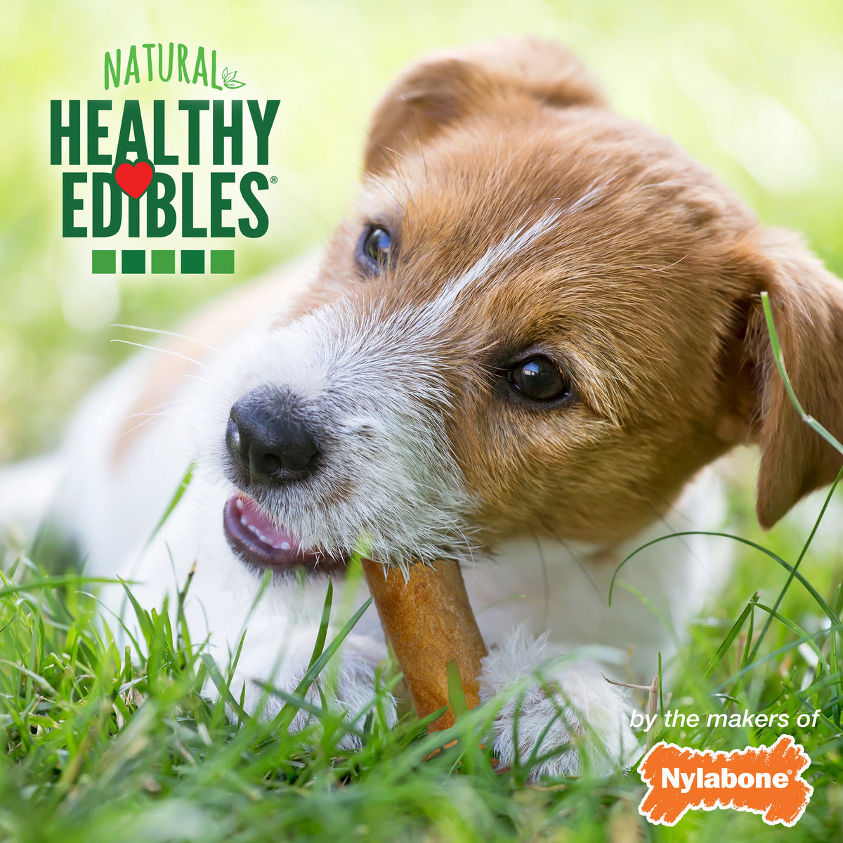 Nylabone Healthy Edibles Longer Lasting Variety Pack Petite 3pk