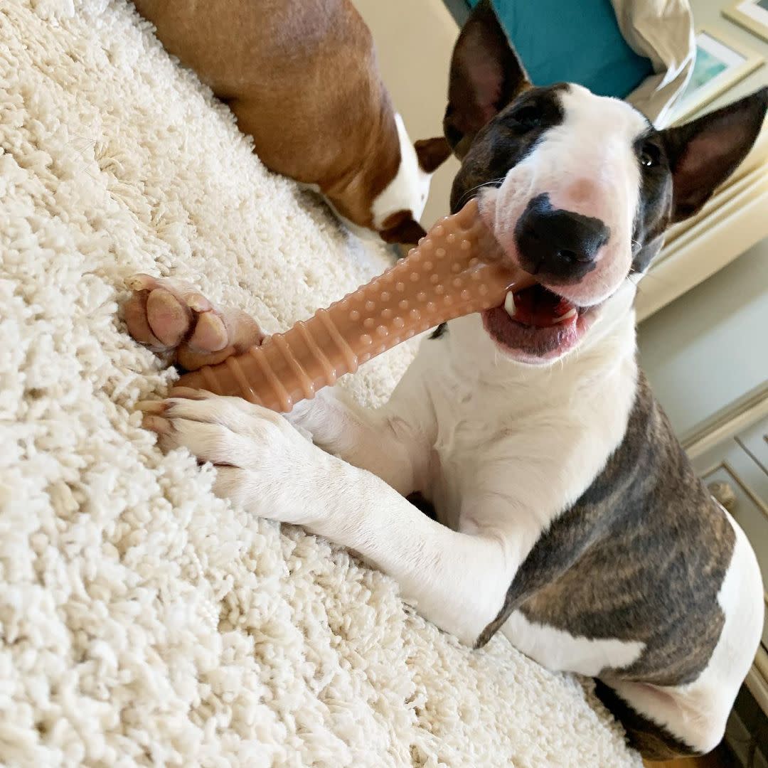 Nylabone DuraChew Textured Bacon Blister Card Souper