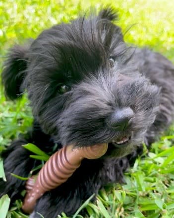 Nylabone DuraChew Textured Chicken Blister Card Wolf