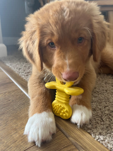 Nylabone Puppy Rubber Teethers Small
