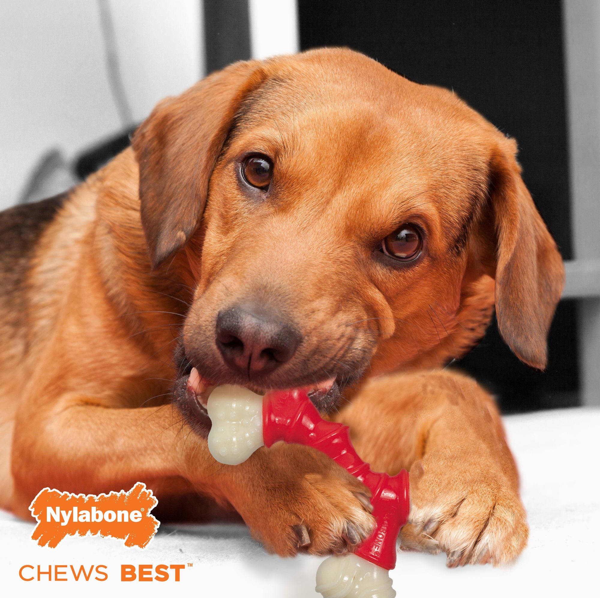 Nylabone DuraChew Double Bended Bone Bacon Wolf