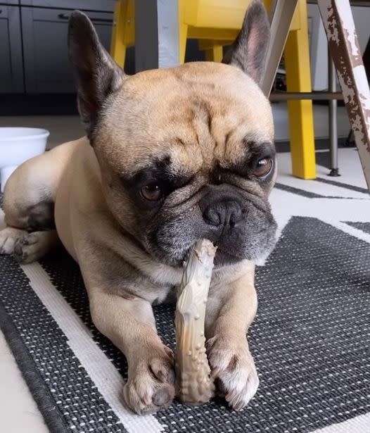 Nylabone Dura Chew Nylon Antler Medium