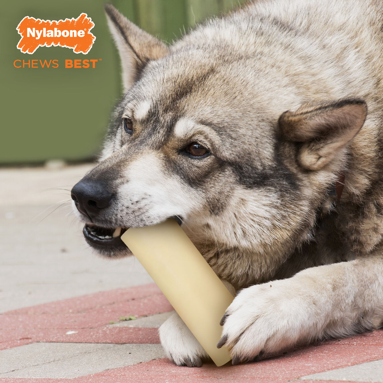 Nylabone Dura Chew Power Chew Marrow Bone Alternative Dog Chew Toy Beef Large