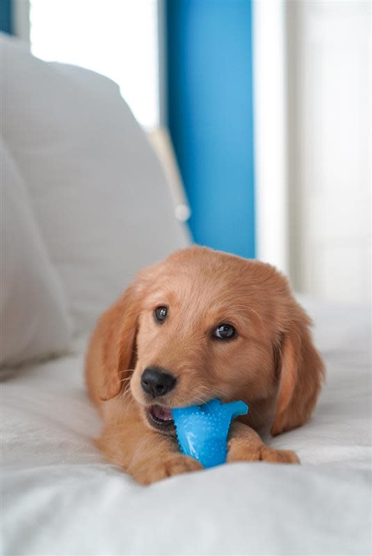 Nylabone Puppy Dino Chicken Flavor Regular