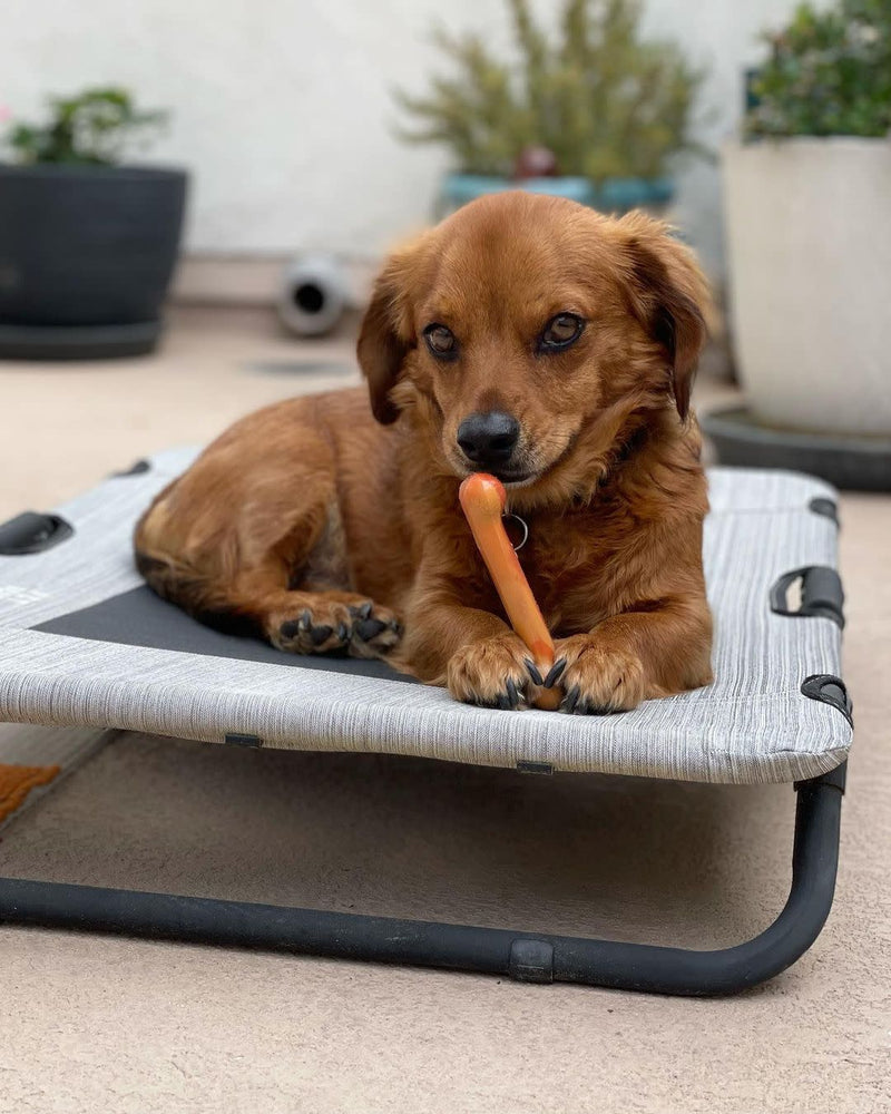 Nylabone Flavor Frenzy Power Chew Triple Pack Pancakes  Sausage, Roast Beef Club,  Lasagna, 1ea/XS/Petite  Up To 15 Lbs. 3 ct