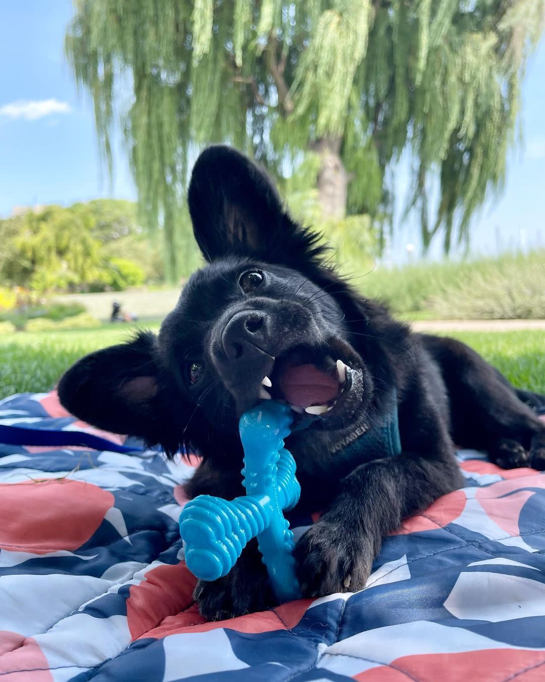 Nylabone Dura Chew X Bone Beef Flavor Small