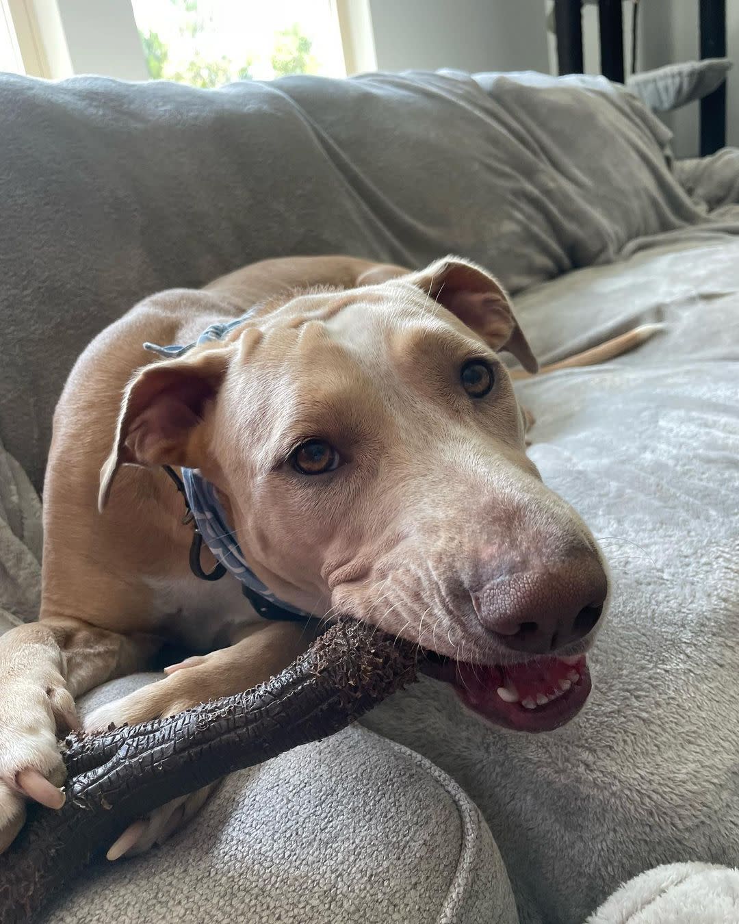 Nylabone Strong Chew Stick Souper