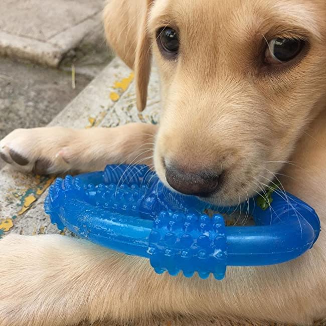 Nylabone Spring Tug & Play Puppy Oval Ring Peanut Butter Blue Wolf