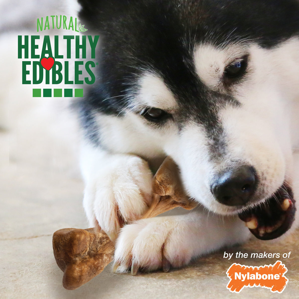 Nylabone Healthy Edibles Bone Broth Ham Small Pouch 16ct