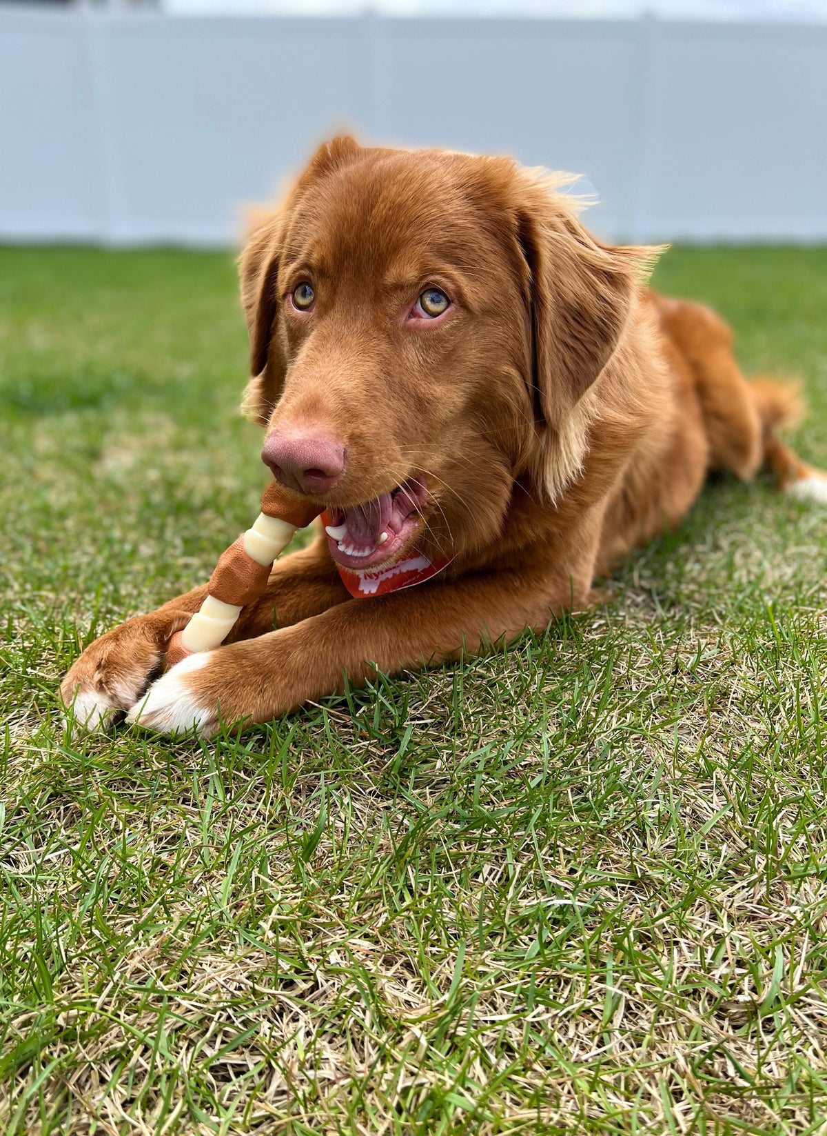 Nylabone Essentials Power Chew Shish Kabob Large
