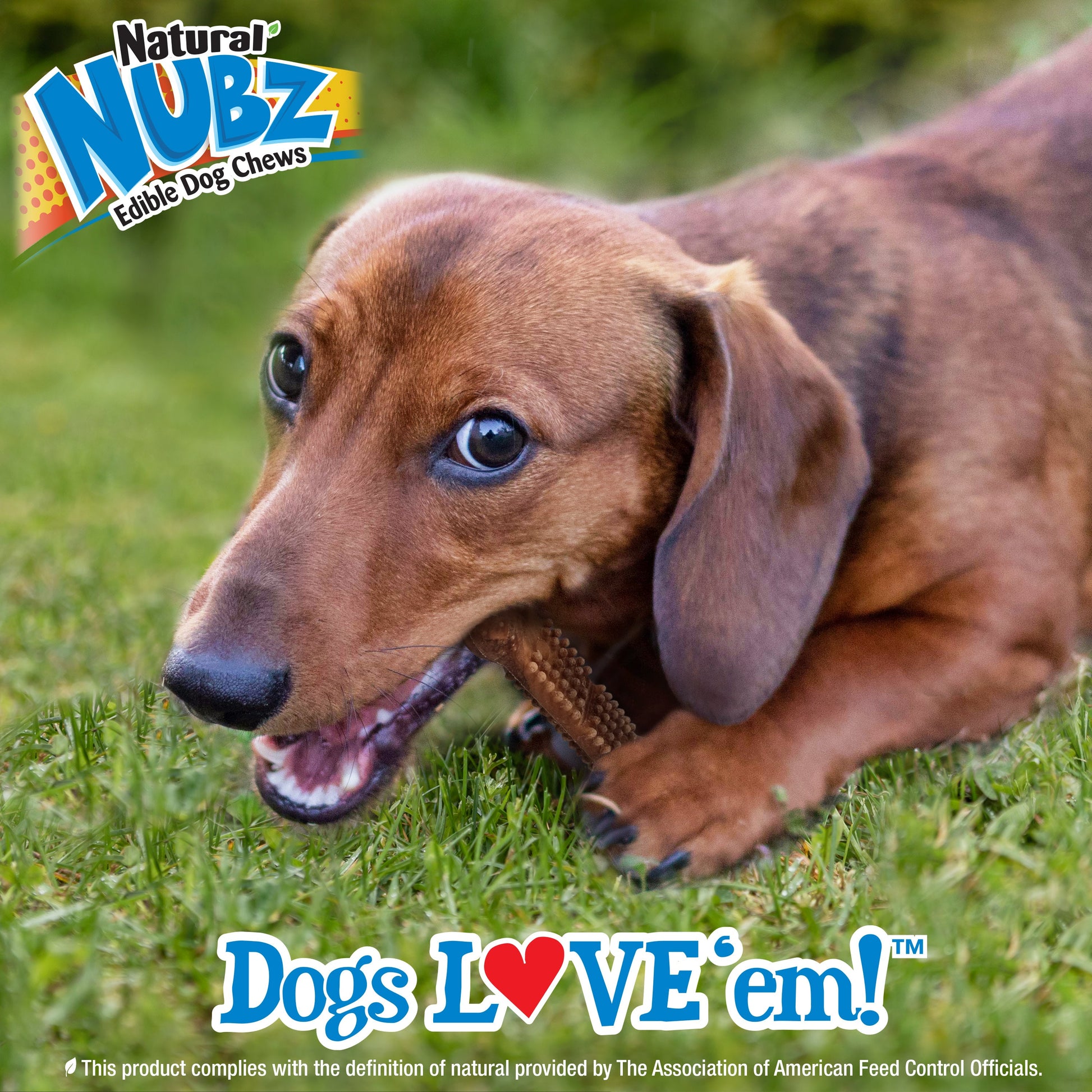 Nylabone Nubz Meaty Center Natural Long Lasting Edible Dog Chews Beef, 1ea/SMall  Up To 30 Lbs. 20 ct