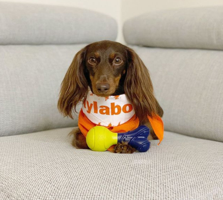 Nylabone Play Fetch-A-Bounce