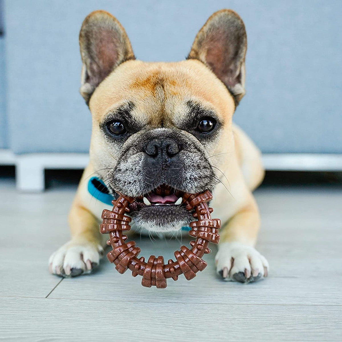 Nylabone Dura Chew Textured Ring Flavor Medley Regular