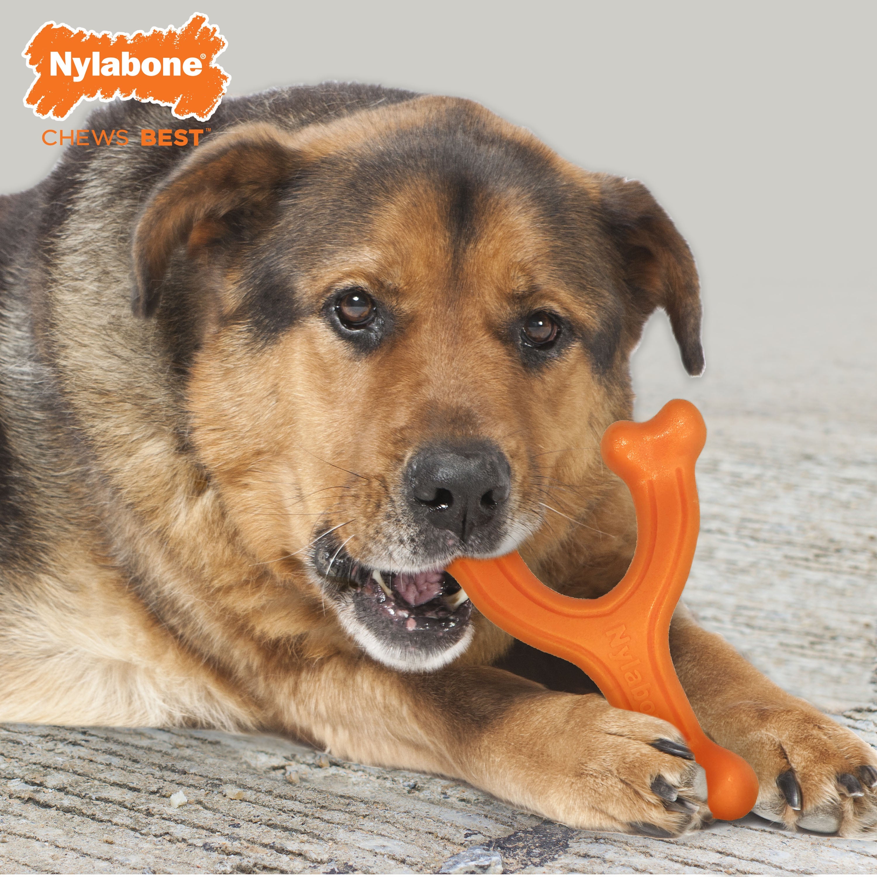 Nylabone Silver Collection Power Chew Wishbone Chew Toy for Senior Dogs Bison Flavor 1ea/Large/Giant - Up To 50 lb