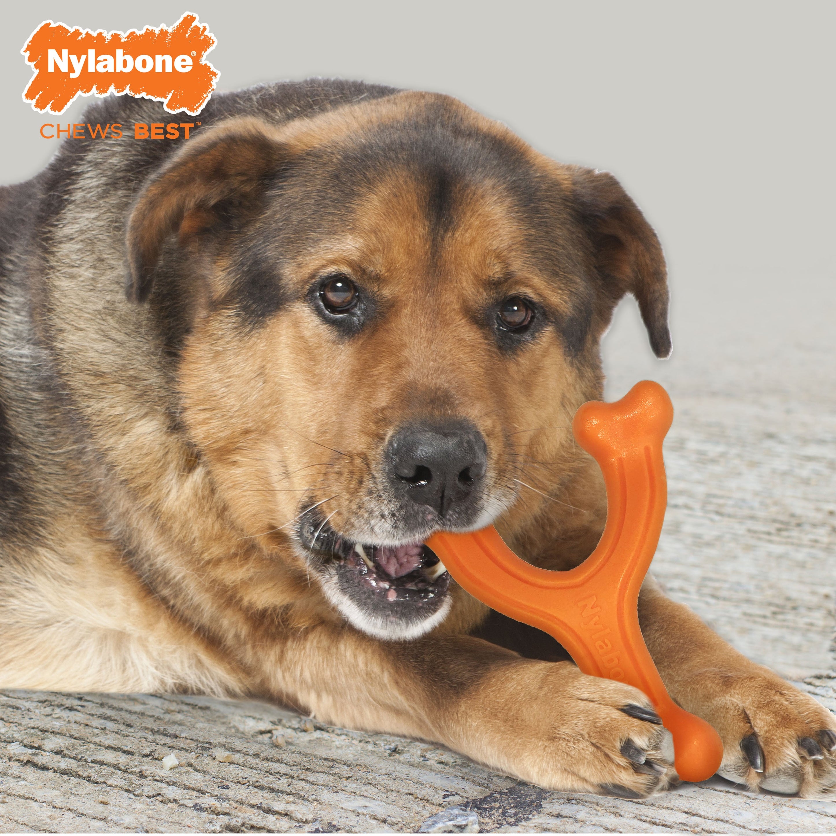 Nylabone Silver Collection Power Chew Wishbone Chew Toy for Senior Dogs Bison Flavor 1ea/Large/Giant - Up To 50 lb