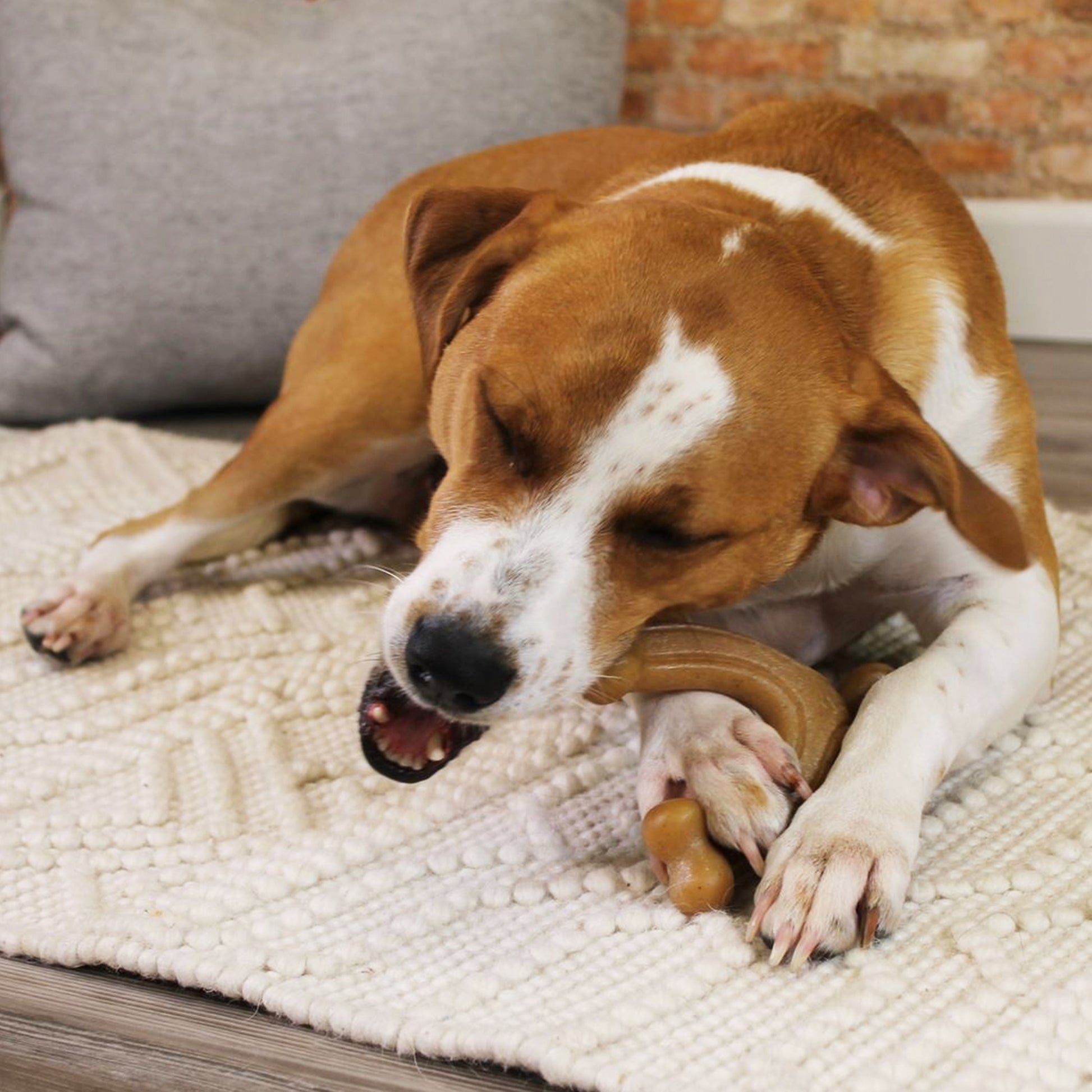 Nylabone Gourmet Style Strong Chew Wishbone Dog Chew Toy Bacon, 1ea/Large/Giant  Up To 50 Lbs. 1 ct