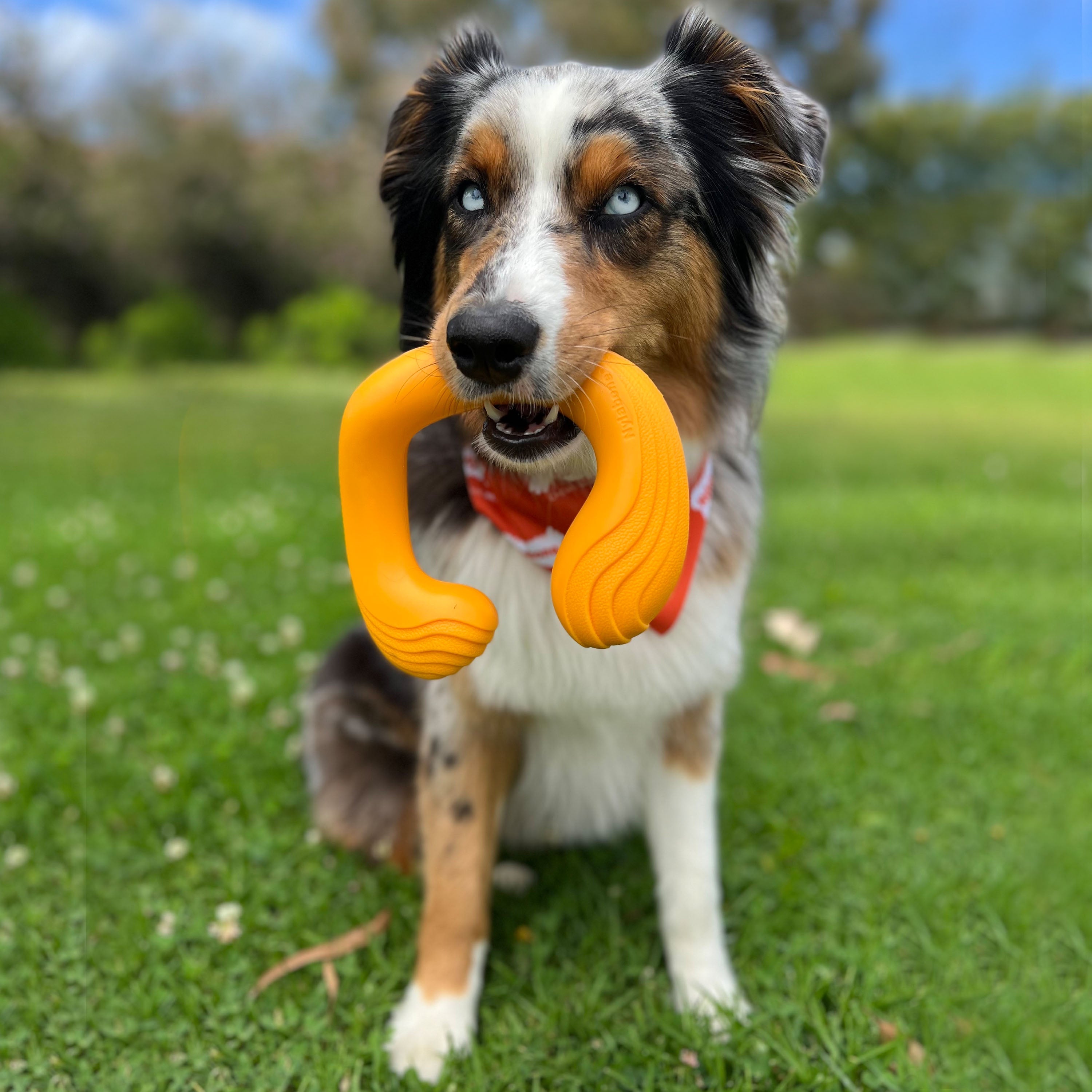 Nylabone Creative Play CShuu Dog Chase Toy Orange, 1ea/Large/Giant  Up To 50 Lbs. 1 ct
