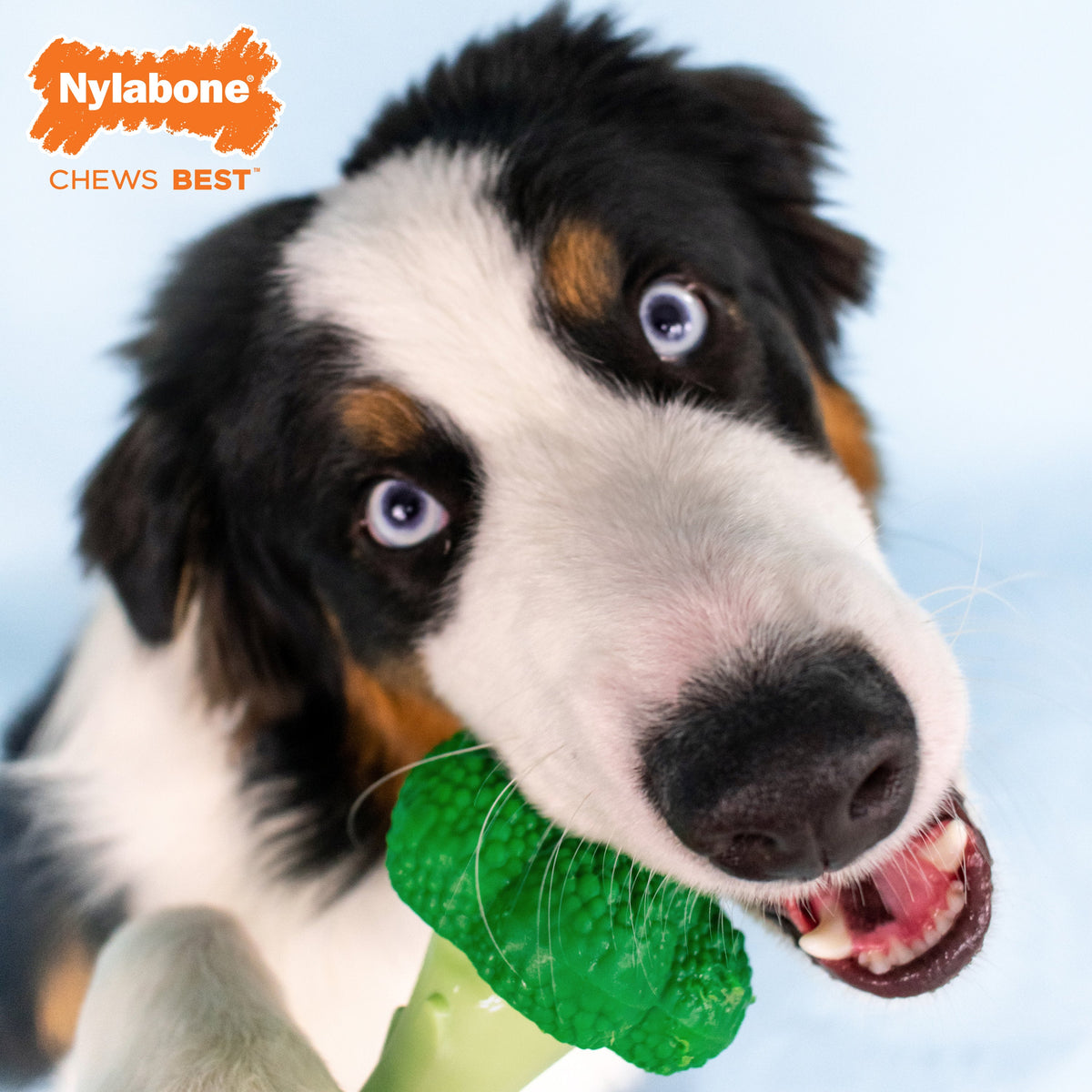 Nylabone Power Chew Broccoli Dog Toy Cheesy Bacon Large