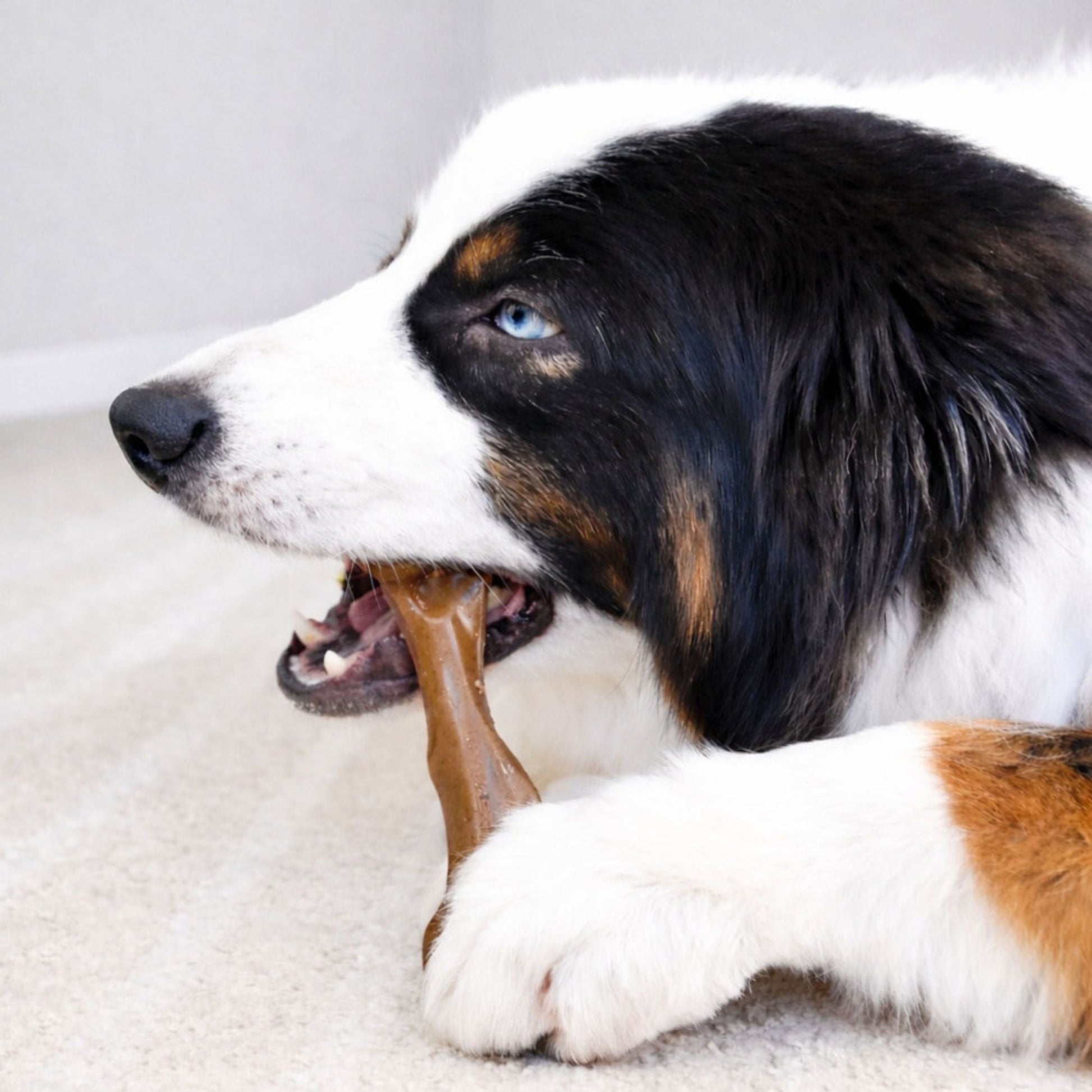 Nylabone Strong Chew Femur Bone Dog Chew Toy Bison and Venison Large