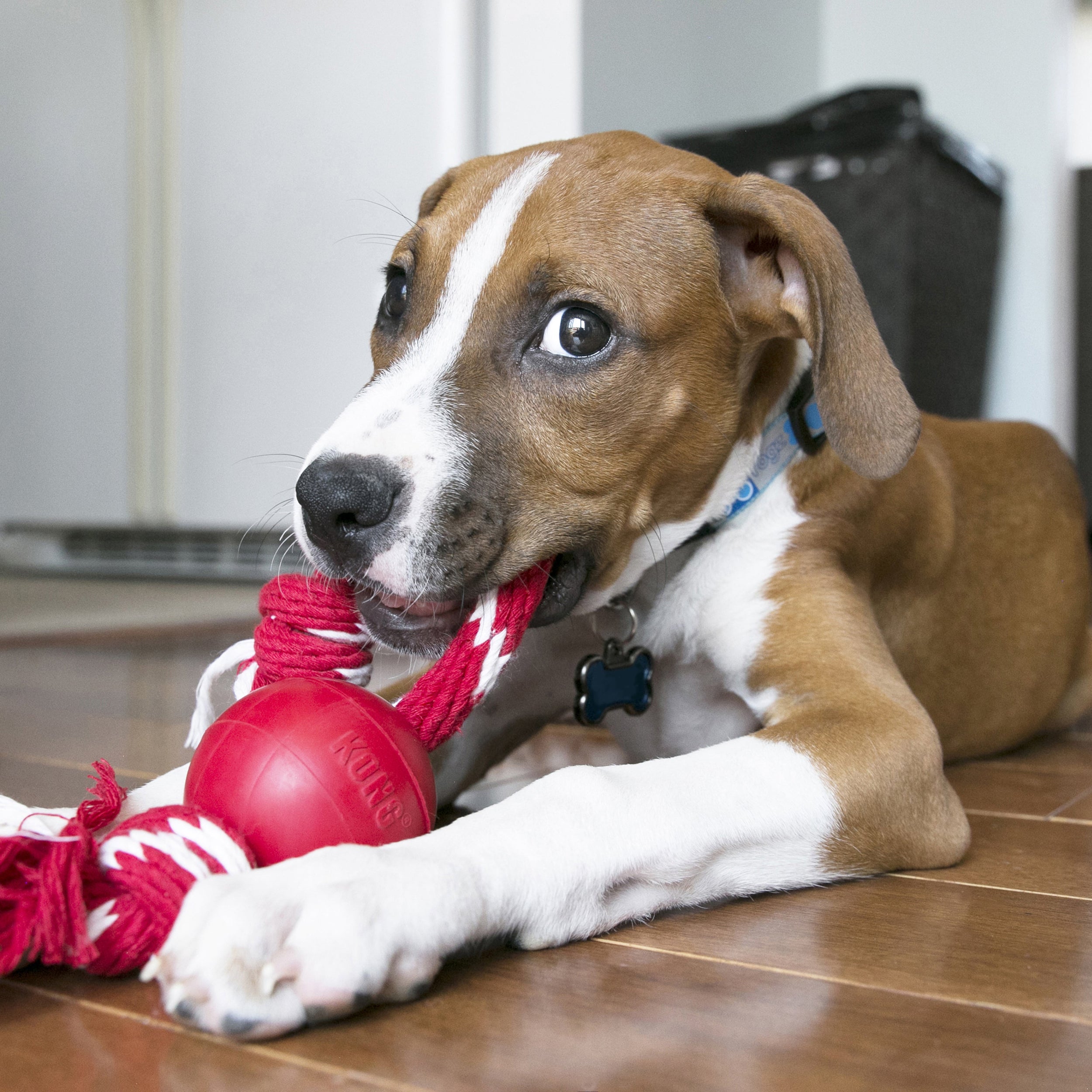 KONG Durable Rubber Ball With Rope Dog Toy Small