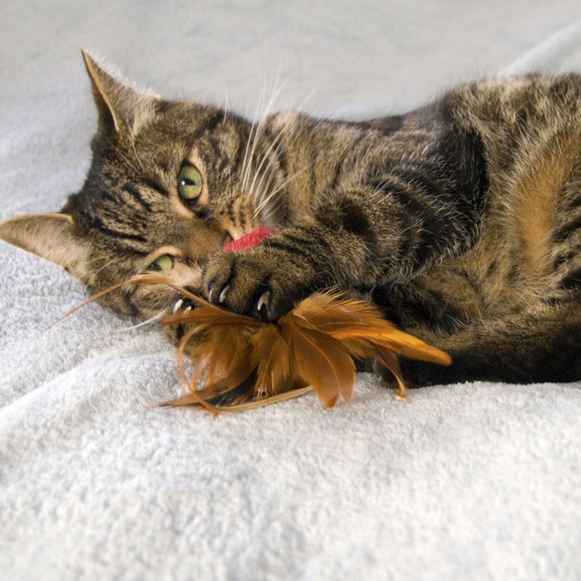 KONG Naturals Crinkle Ball With Feathers Cat Toy 1ea/2 pk