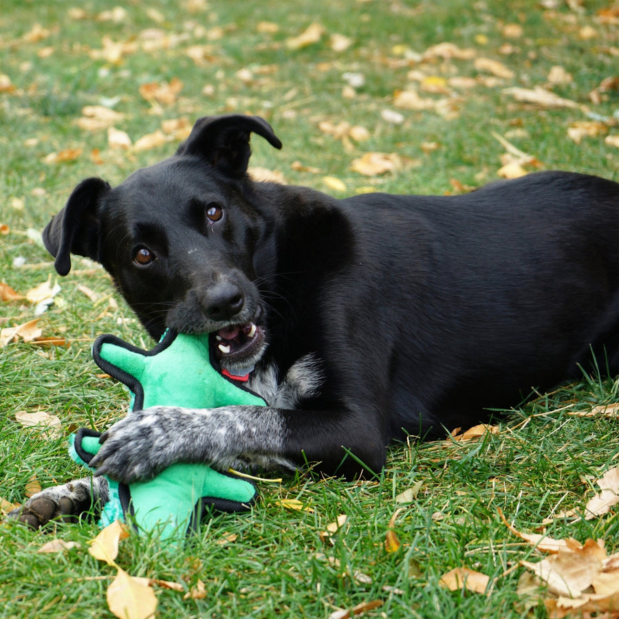 KONG Ballistic Ballistic Alligator Dog Toy Medium/Large